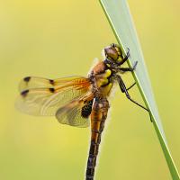 Four Spotted Chaser 7 